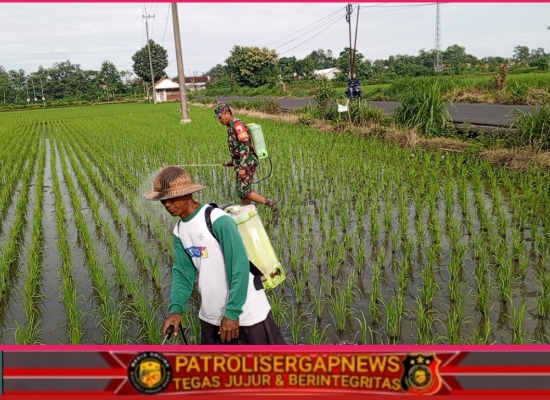 Bantu Perawatan Tanaman Padi, Babinsa Kelurahan Satrean Dampingi Poktan Kembang Kuning