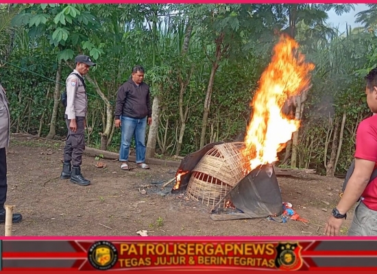 Polres Malang Bongkar Arena Judi Sabung Ayam di Kalipare