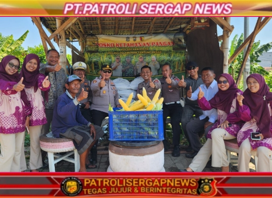 Dukung Program Asta Cita, Polsek Kenjeran Panen Raya 1,8 Ton Jagung Manis di Tambak Wedi.