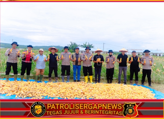 Panen Raya Jagung di Aceh Utara, Kapolres Lhokseumawe Tegaskan Dukungan Polri untuk Swasembada Pangan Nasional