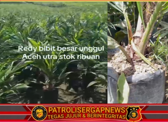 Riski Kaperwil Aceh Promosikan Bibit PPKS Unggul, Siap Dipasarkan ke Seluruh Aceh
