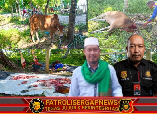 Dayah Darul Muhajirin Peudada Sembelih 2 Ekor Sapi Kurban untuk 178 Jamaah Pengajian, Wujudkan Kepedulian dan Pererat Ukhuwah Islamiah