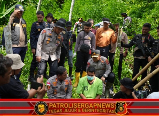 Polres Lhokseumawe Musnahkan Ladang Ganja 2 Hektare di Sawang, Dua Pelaku Diamankan