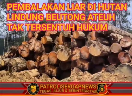 Pembalakan Liar di Hutan Lindung Beutong Ateuh Tak Tersentuh Hukum, Gakkum KLHK dan Kapolda Aceh Didesak Turun Tangan