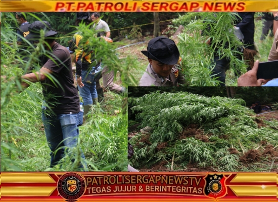 Polres Lhokseumawe Musnahkan Ladang Ganja Seluas 4 Hektare, Belasan Ribu Batang Tanaman Ganja Dimusnahkan