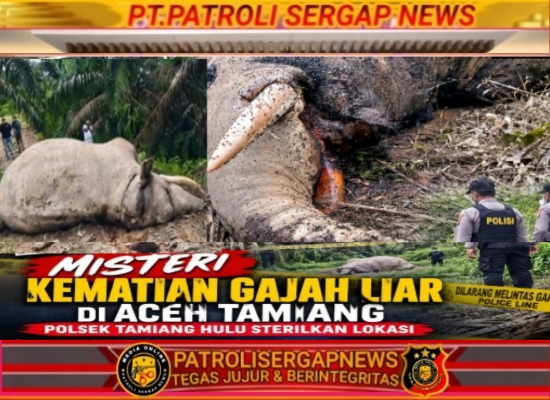 Misteri Kematian Gajah Liar di Aceh Tamiang, Polsek Tamiang Hulu Sterilkan Lokasi